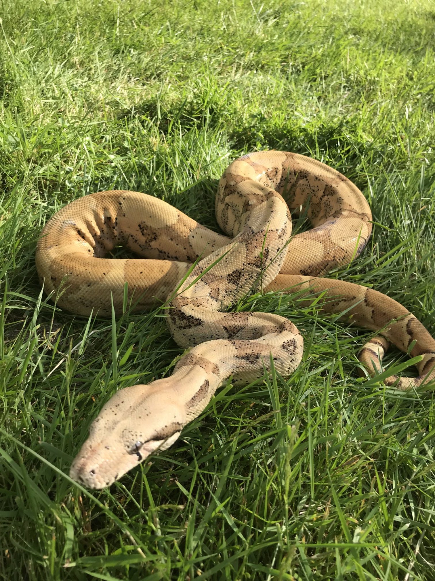Are Anacondas And Boas The Same? Find Out Now! - udnxn3v