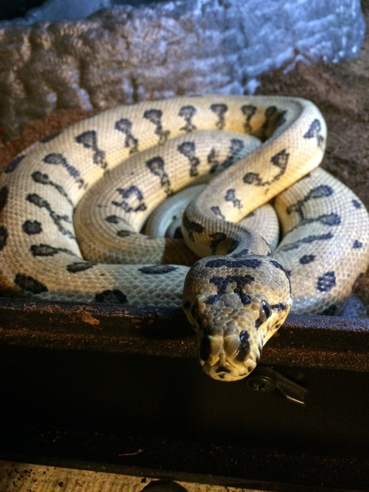 Carpet Pythons