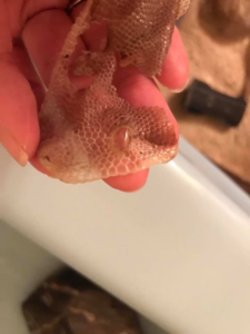 leonidas