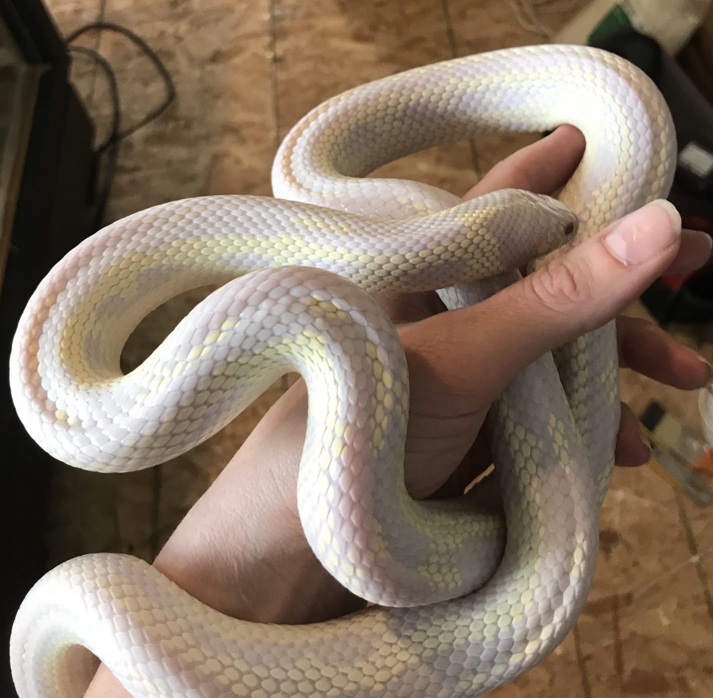 King snake - aberrant reverse stripe albino. 