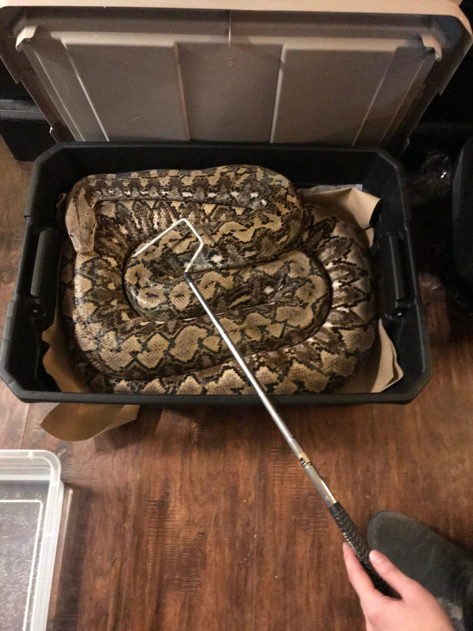 Decoding Snake Behavior:  Yawning & Stress Explained - j2pojxz