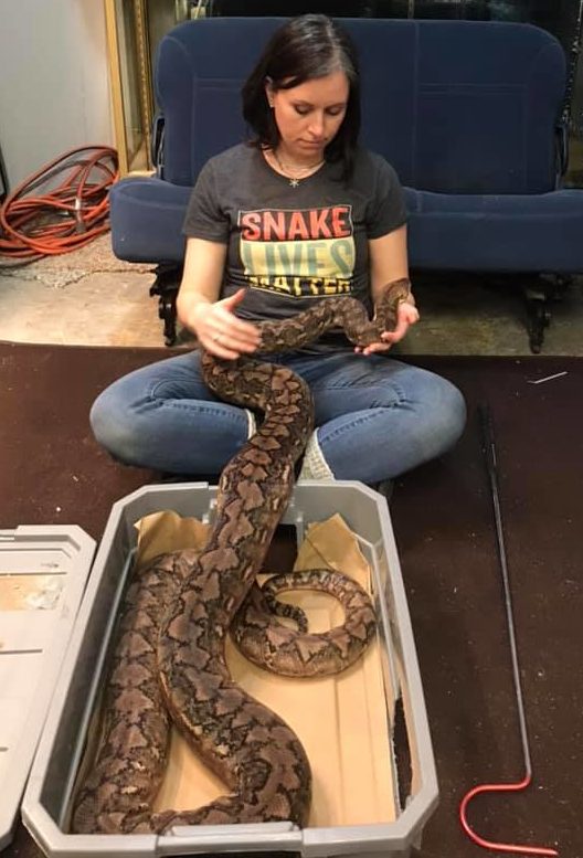 How Big Do Dwarf Reticulated Pythons Get?