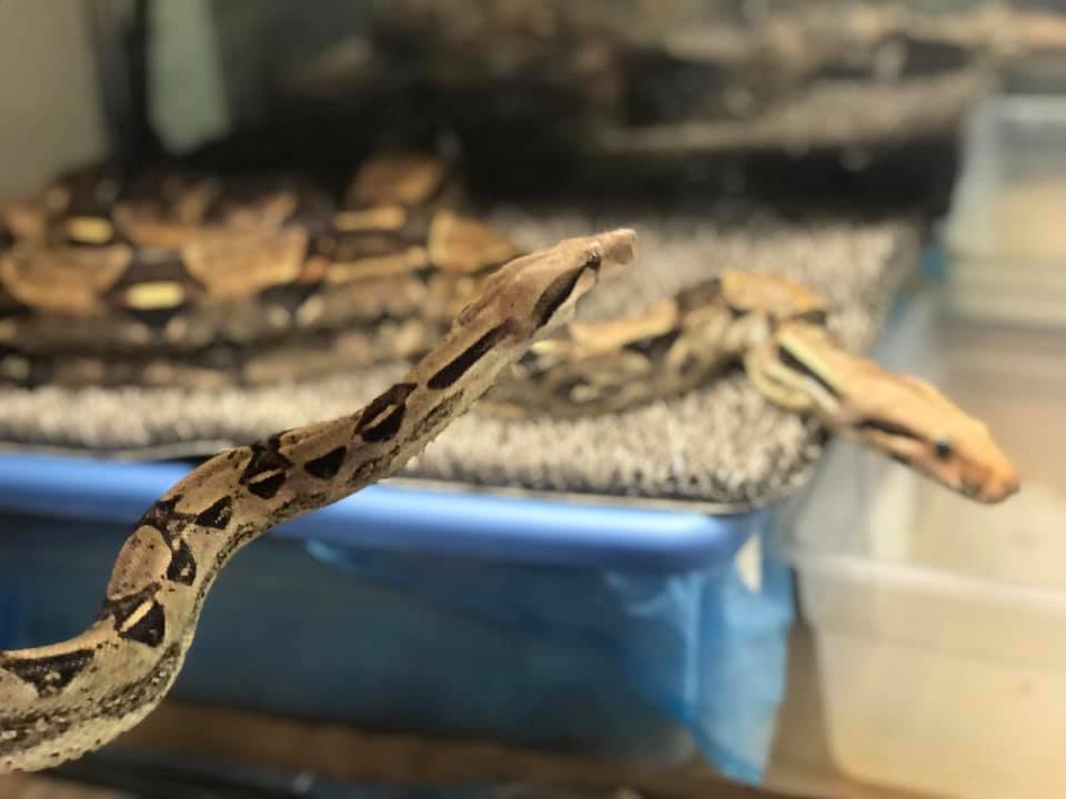 Meet the American Boas