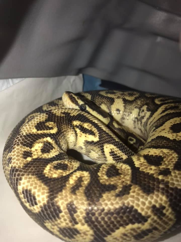 which is the best humid reader for ball pythons enclosure? 1 saw